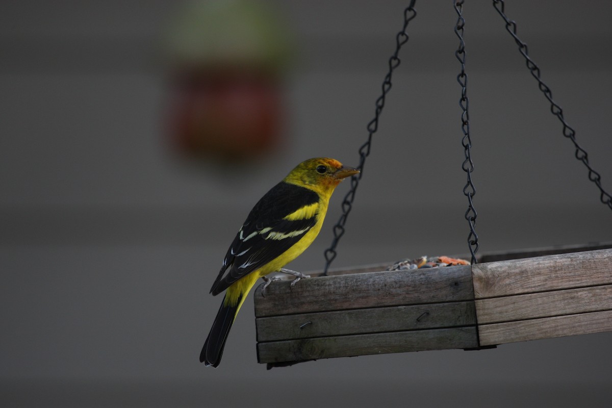 Western Tanager - ML616942098