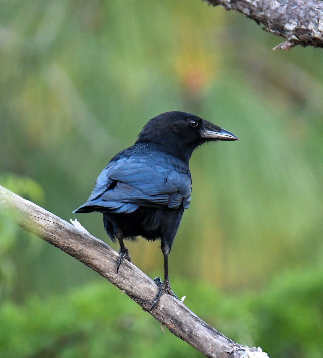 Hispaniolan Palm-Crow - David Chernack