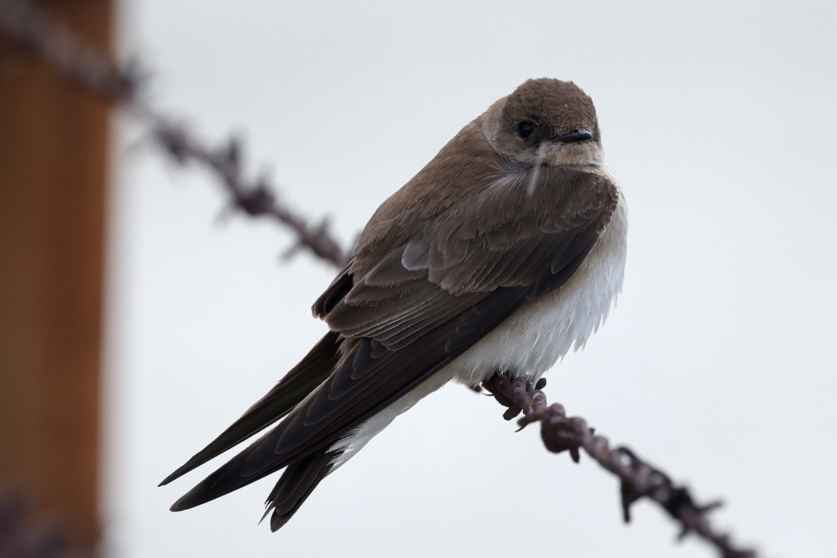Northern Rough-winged Swallow - ML616942360