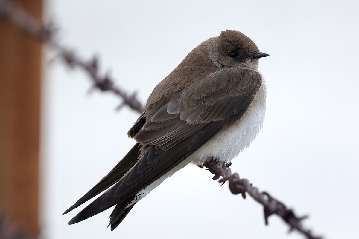 Northern Rough-winged Swallow - Jim Zenor