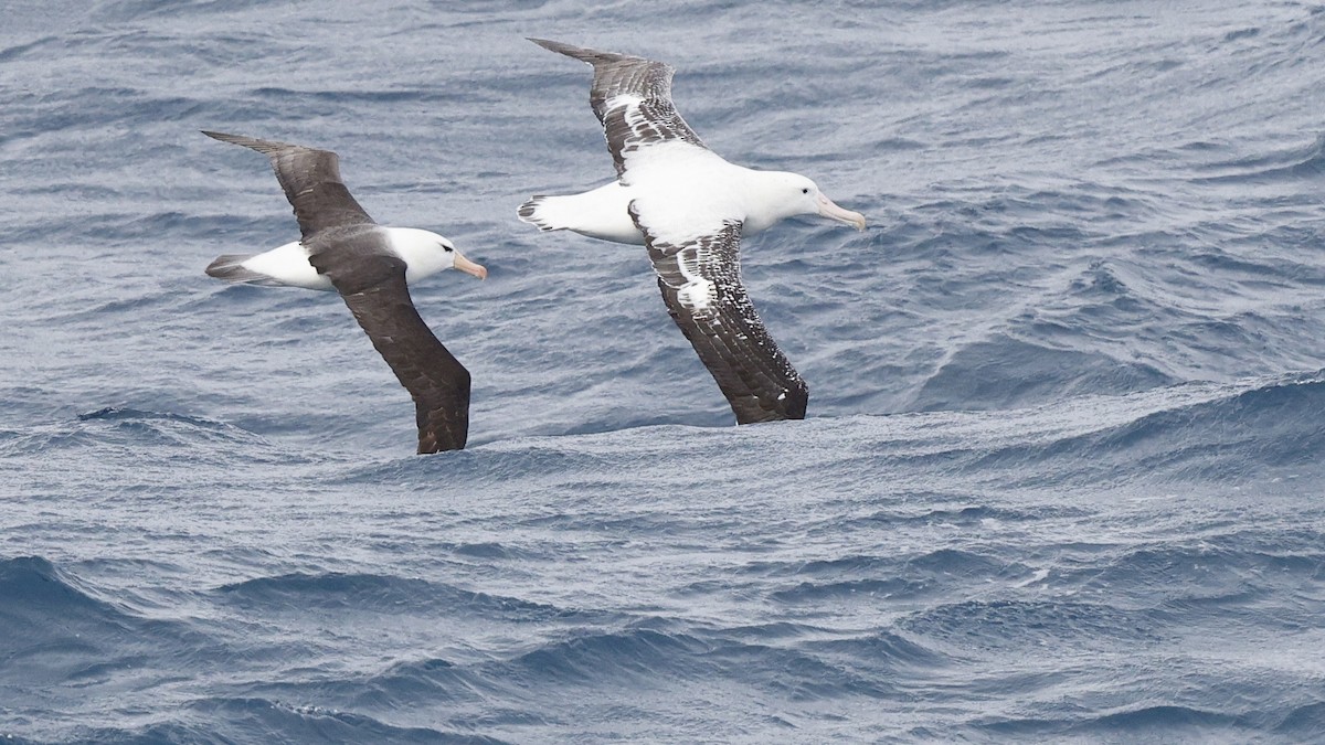 Albatros hurleur, A. de Tristan da Cunha ou A. des Antipodes - ML616942390