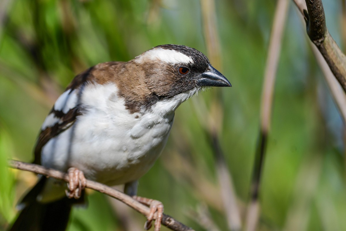 White-browed Sparrow-Weaver - ML616942441