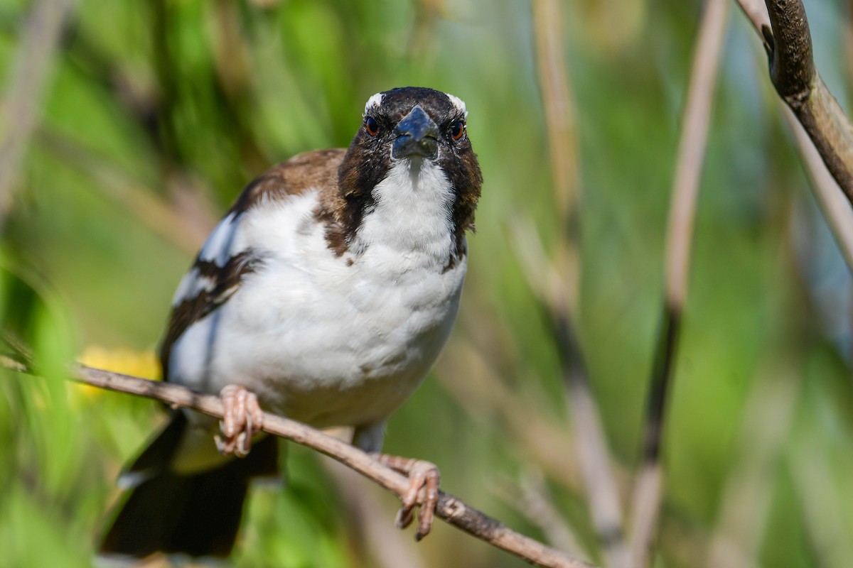 White-browed Sparrow-Weaver - ML616942442