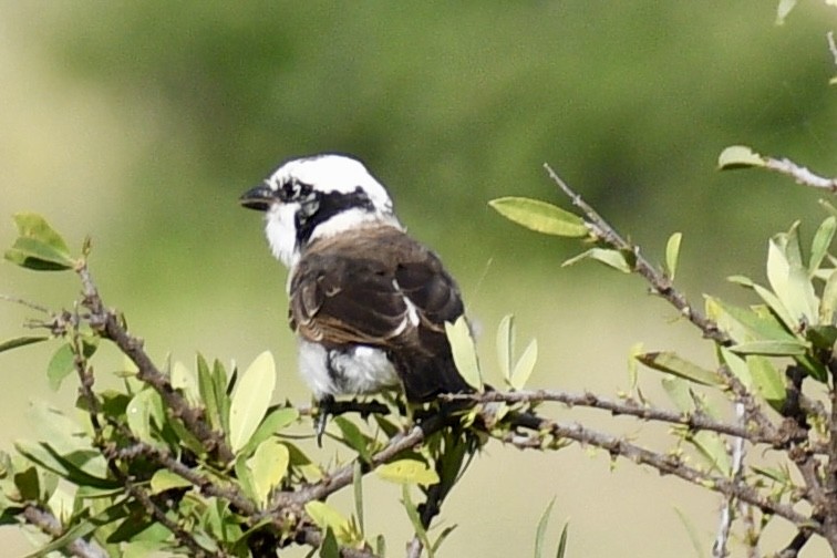 Gray-backed Fiscal - ML616942612