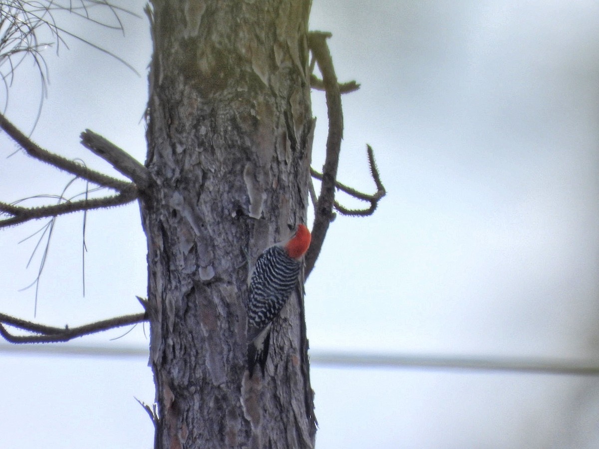 Red-bellied Woodpecker - ML616942769