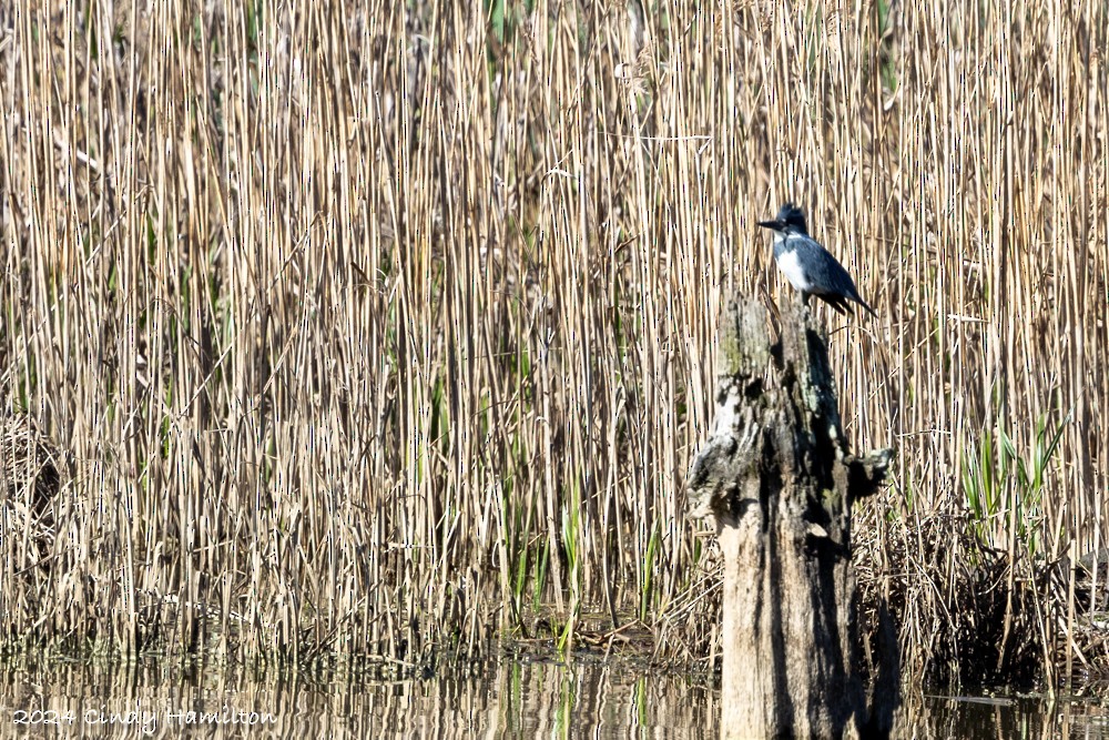 Belted Kingfisher - ML616942814