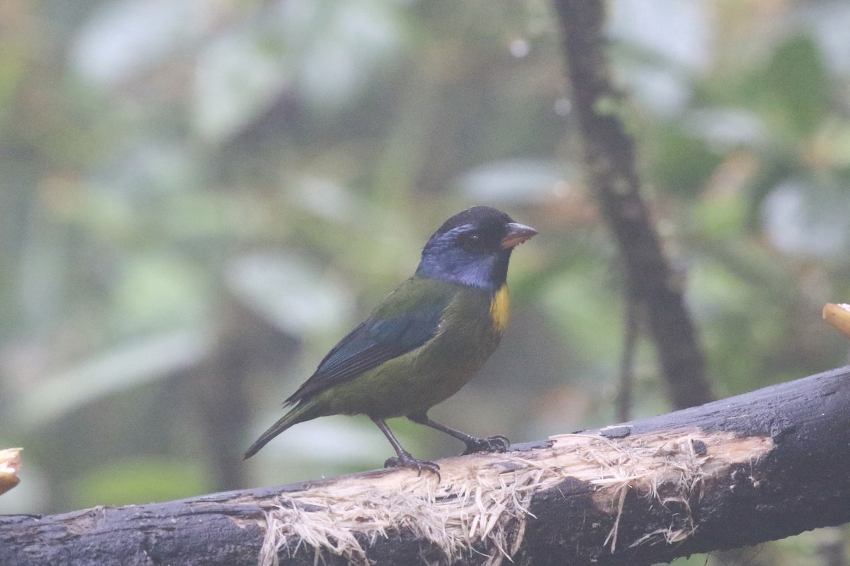 Moss-backed Tanager - ML616942884
