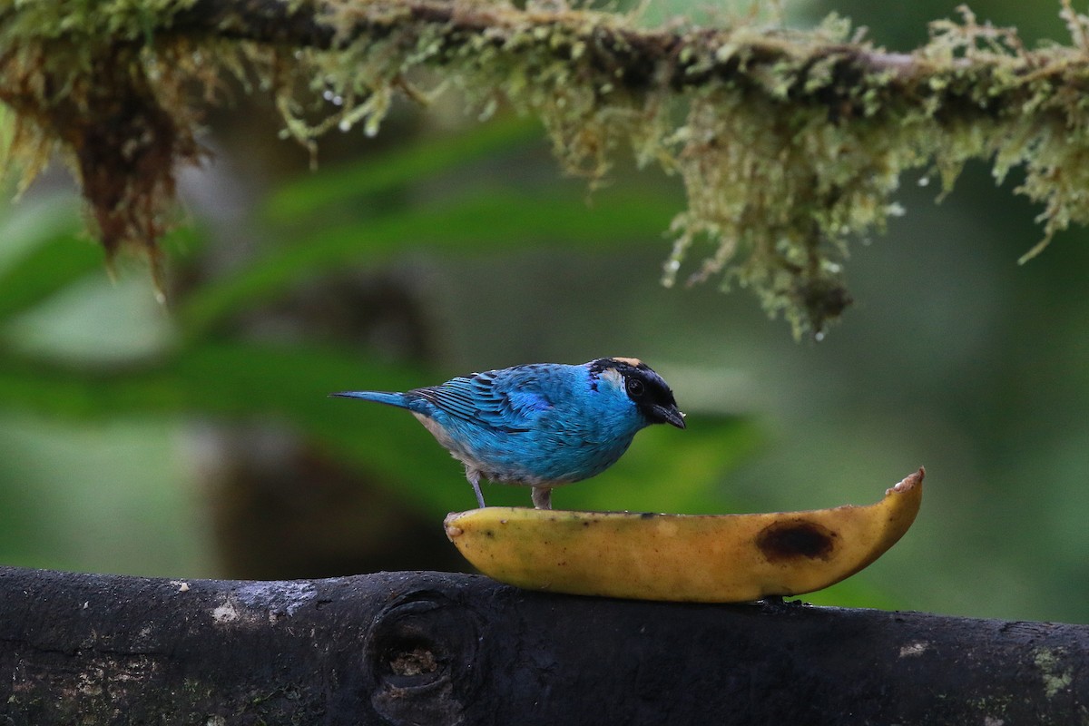 Golden-naped Tanager (Golden-naped) - ML616942949