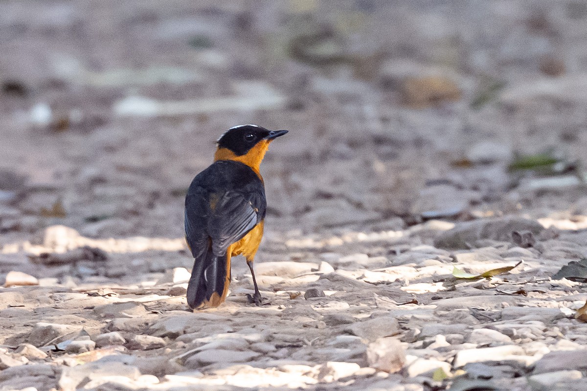 Snowy-crowned Robin-Chat - ML616943091