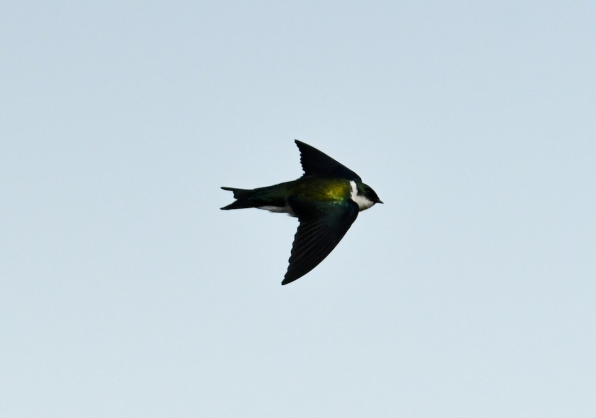 Golden Swallow - David Chernack