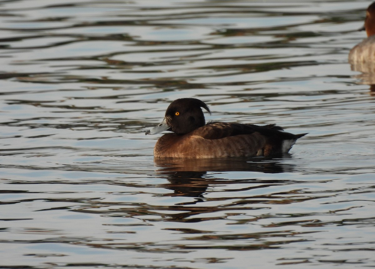 Tufted Duck - ML616943267