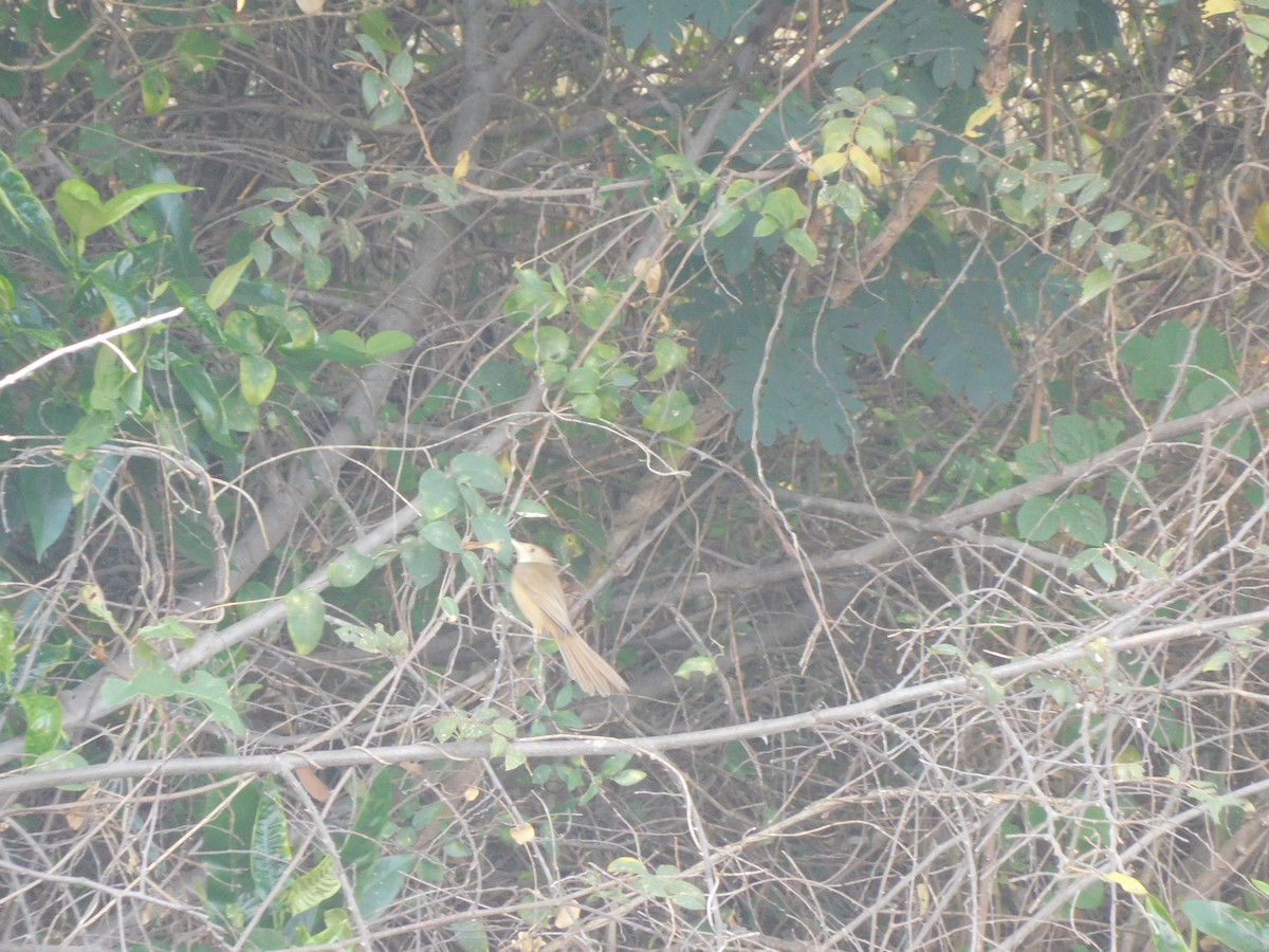 Thick-billed Warbler - Prasath Selvaraj