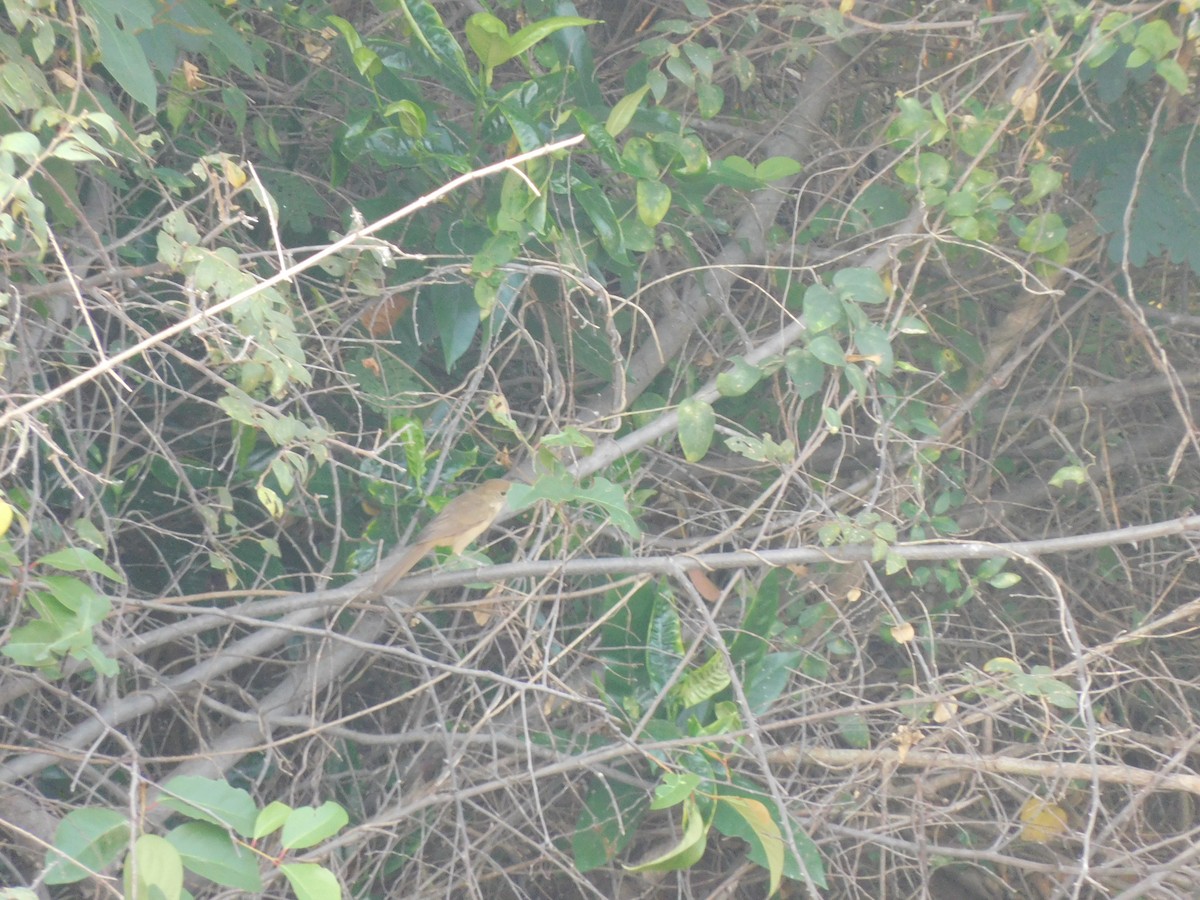 Thick-billed Warbler - Prasath Selvaraj