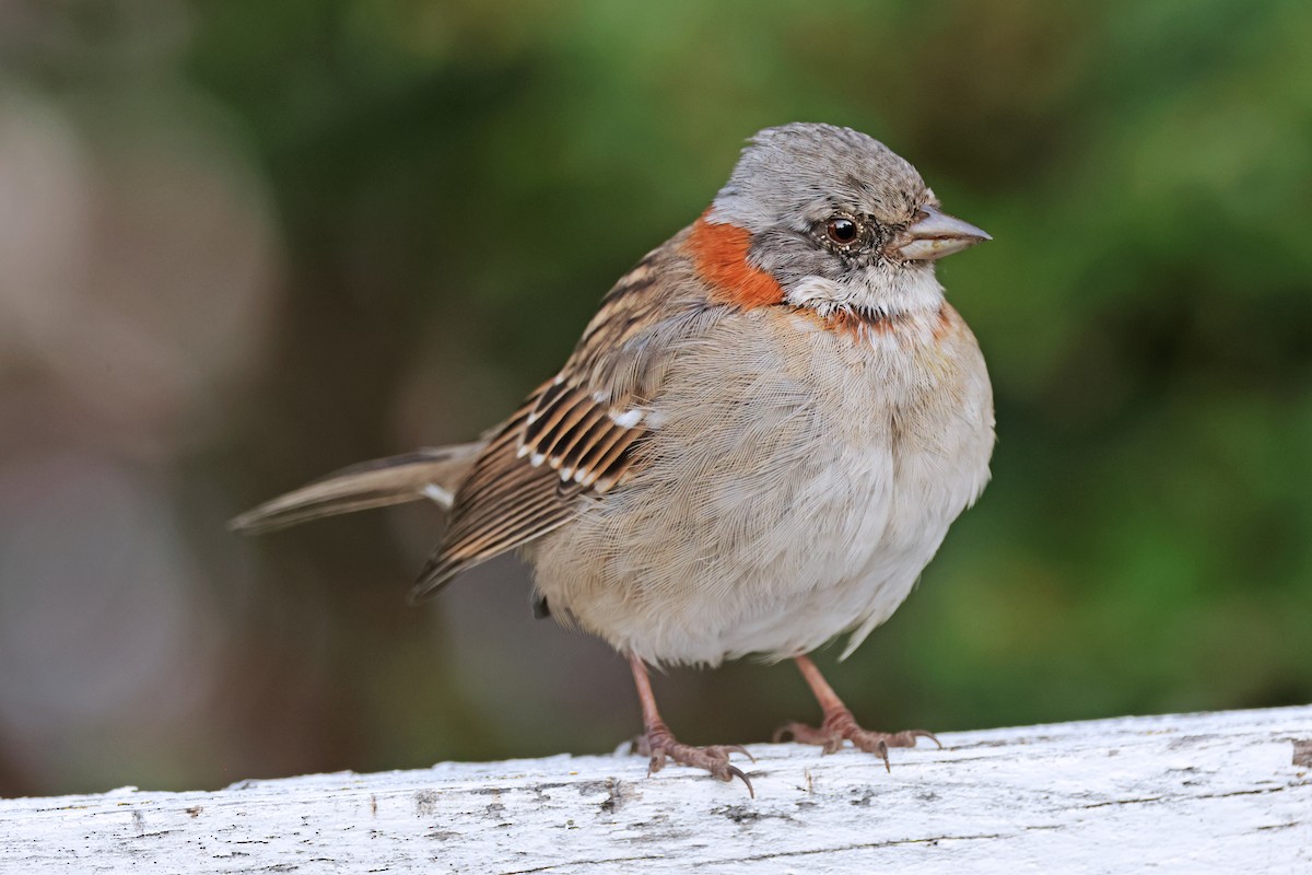 Rufous-collared Sparrow - ML616943315