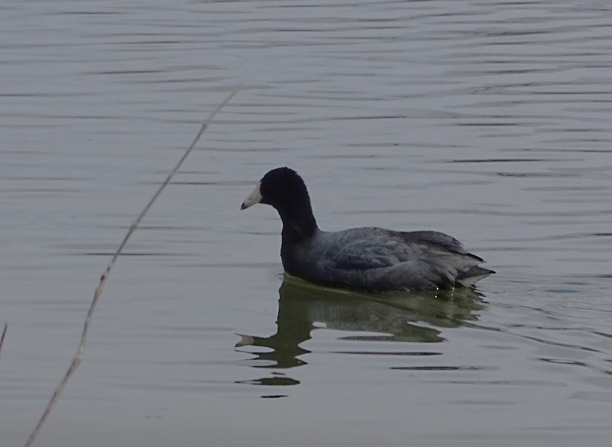 American Coot (Red-shielded) - ML616943316