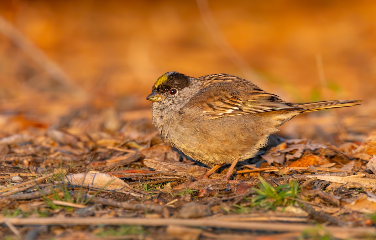 Golden-crowned Sparrow - ML616943361
