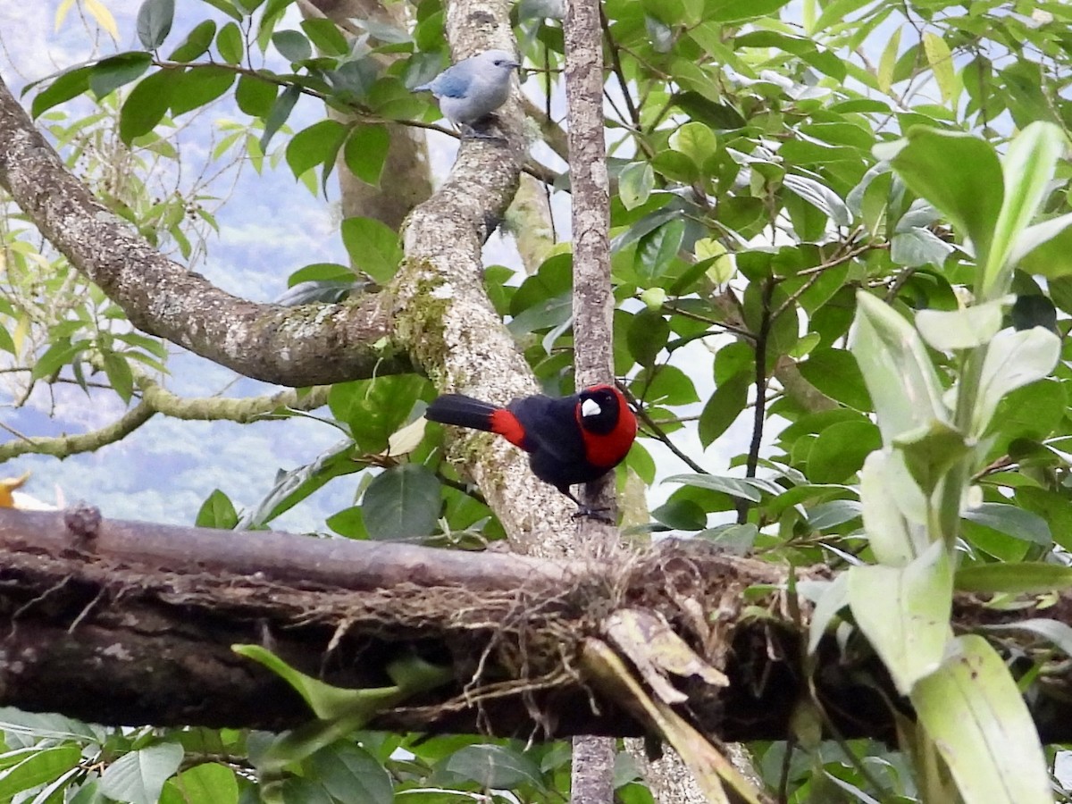 Crimson-collared Tanager - WS Barbour