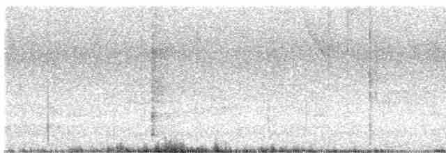 Grauband-Ameisenvogel - ML616943411