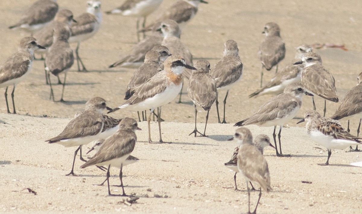 Greater Sand-Plover - Zaber Ansary -BirdingBD Tours