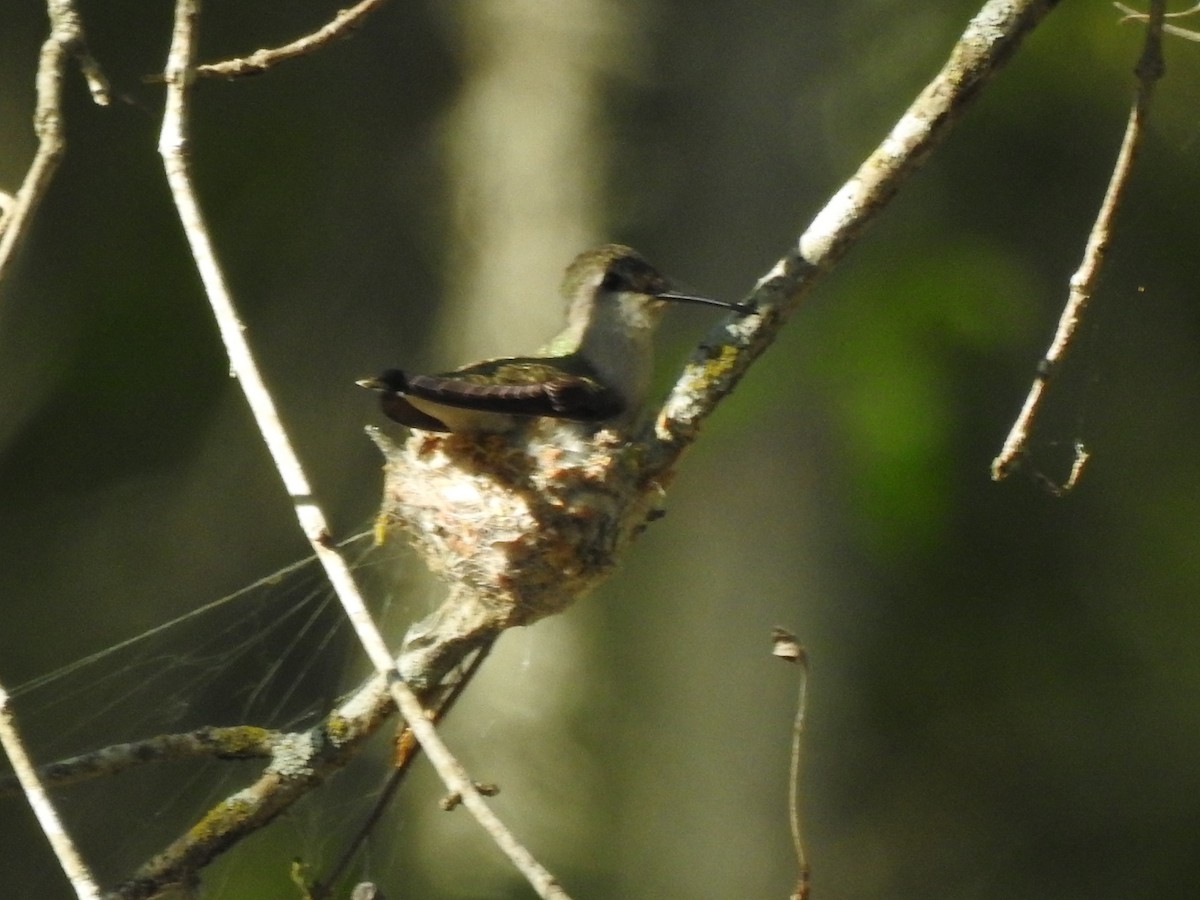 Black-chinned Hummingbird - ML616943619