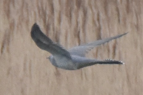 Common Cuckoo - James Brooke