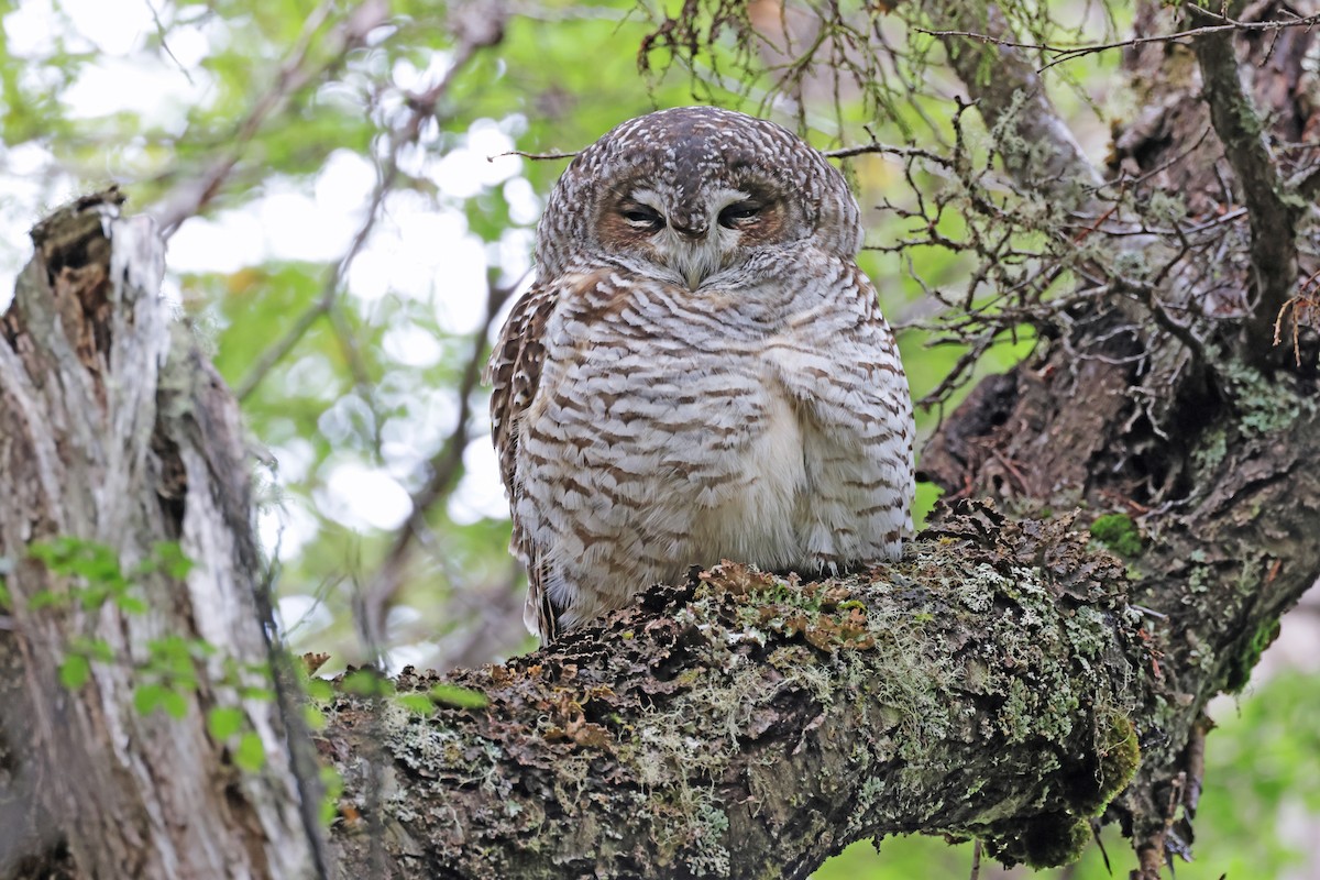 Rufous-legged Owl - ML616943745