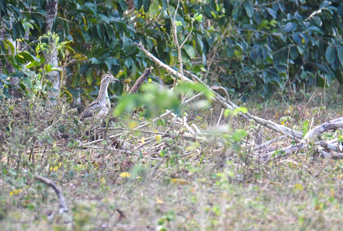 Double-striped Thick-knee - ML616943784