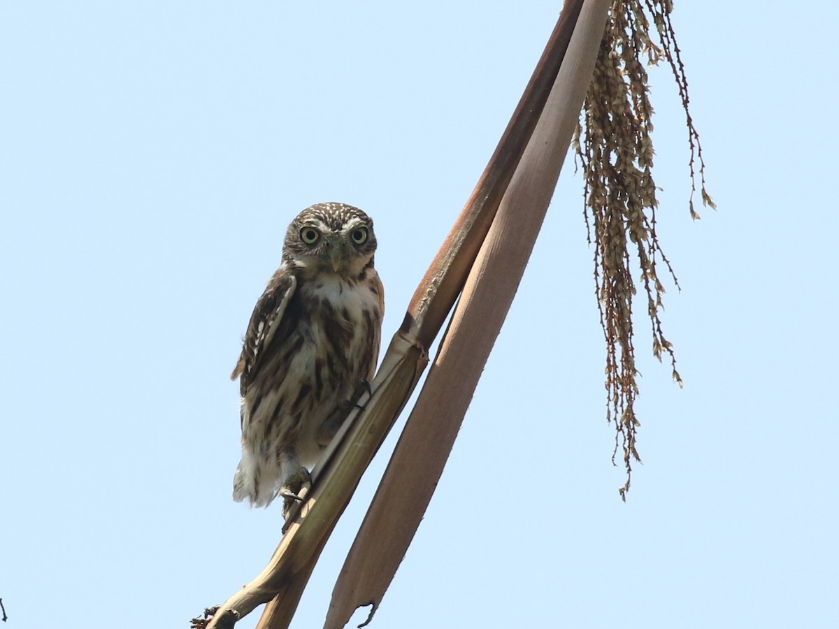 Peruvian Pygmy-Owl - ML616943921
