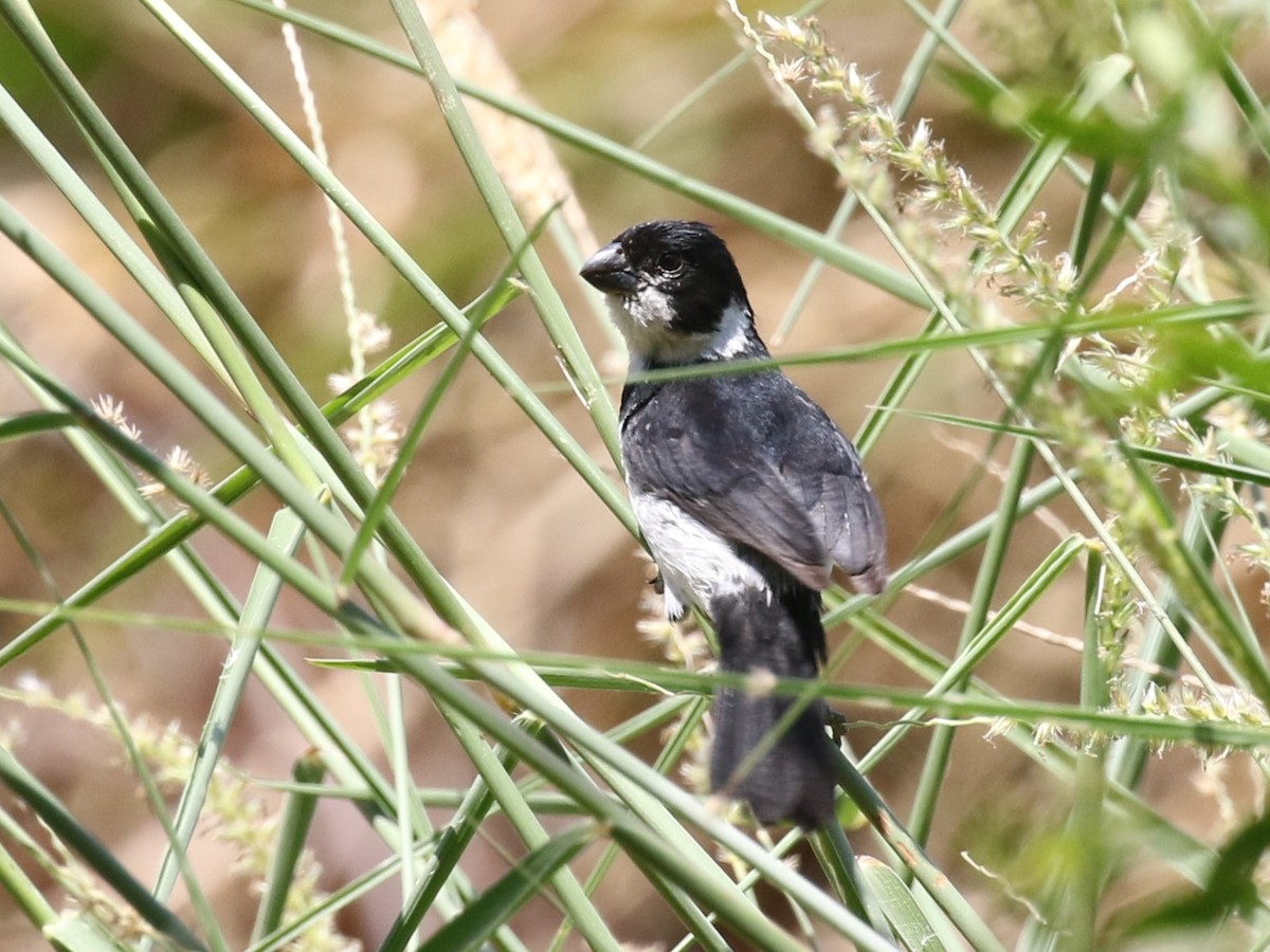 Variable Seedeater - ML616943945