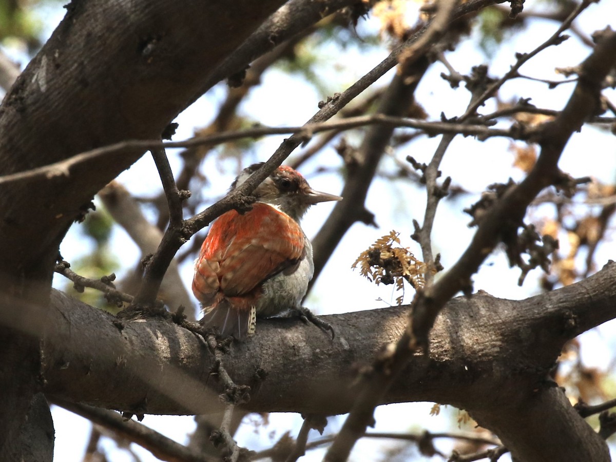Scarlet-backed Woodpecker - ML616943975