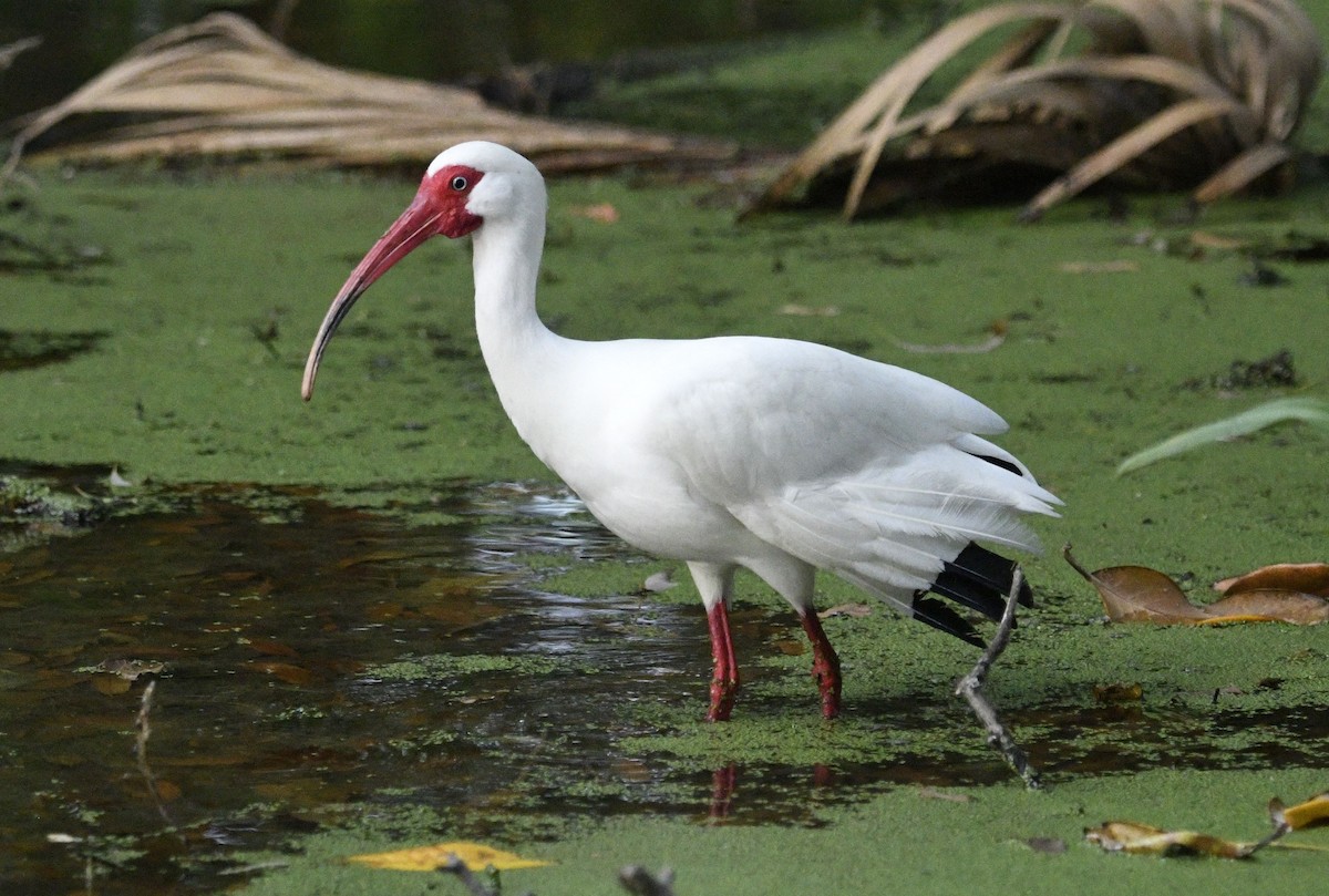 ibis bílý - ML616943995