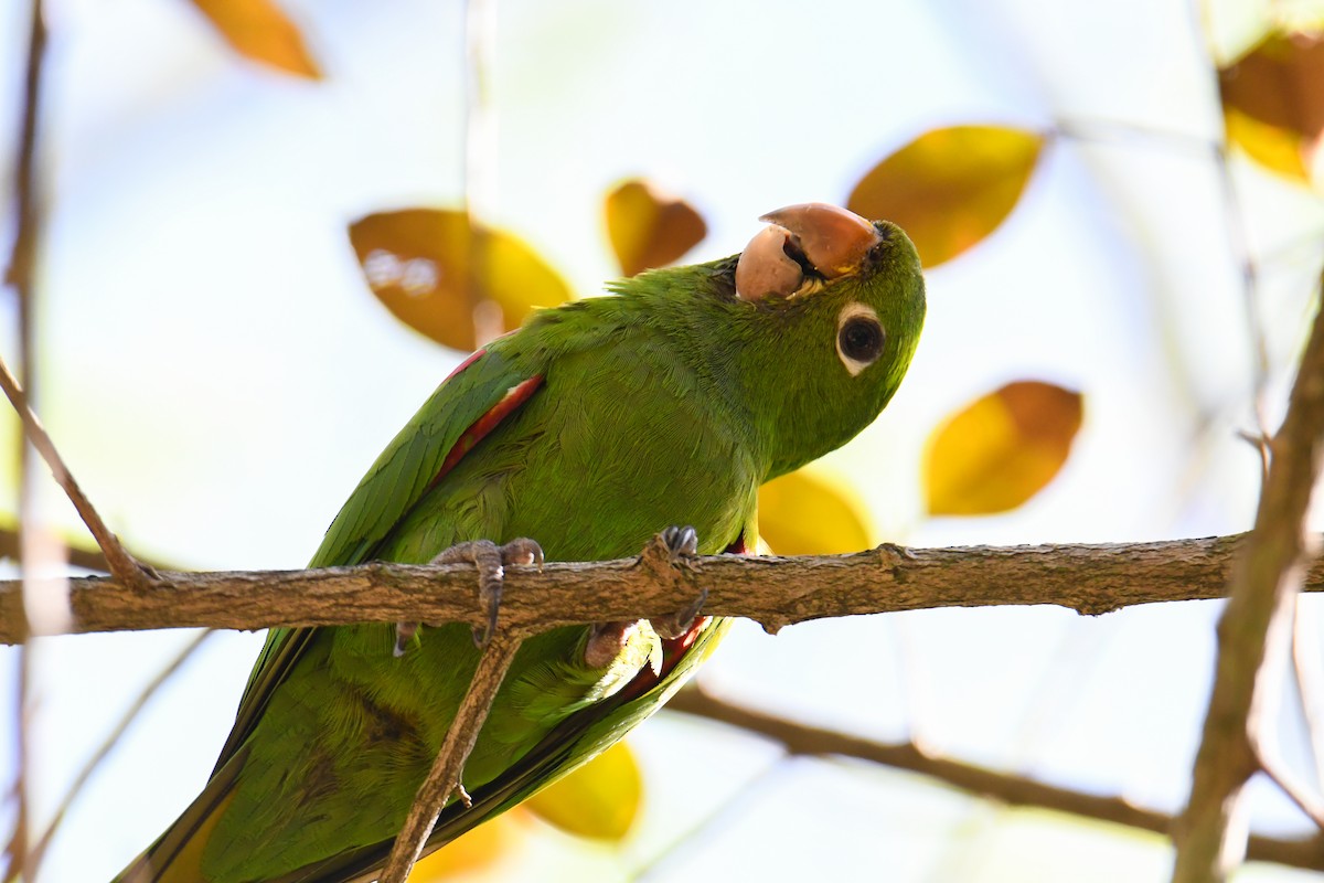 Hispaniolan Parakeet - David Chernack
