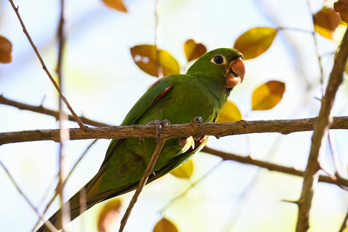 Hispaniolan Parakeet - ML616944008