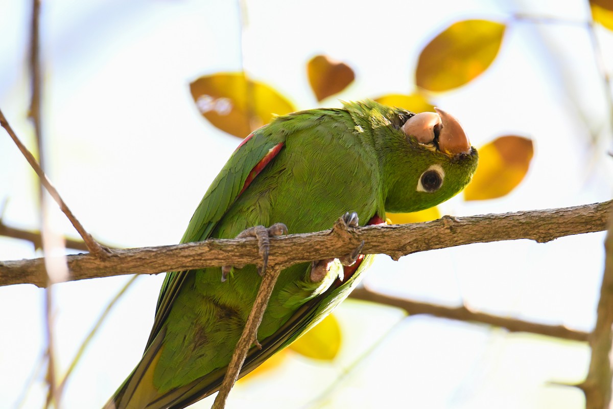 Hispaniolan Parakeet - ML616944009