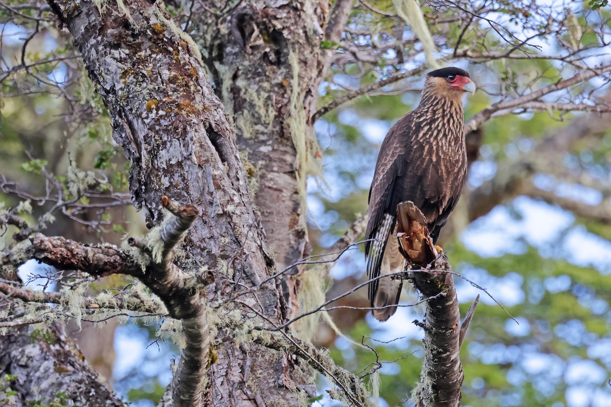 Crested Caracara (Southern) - ML616944021
