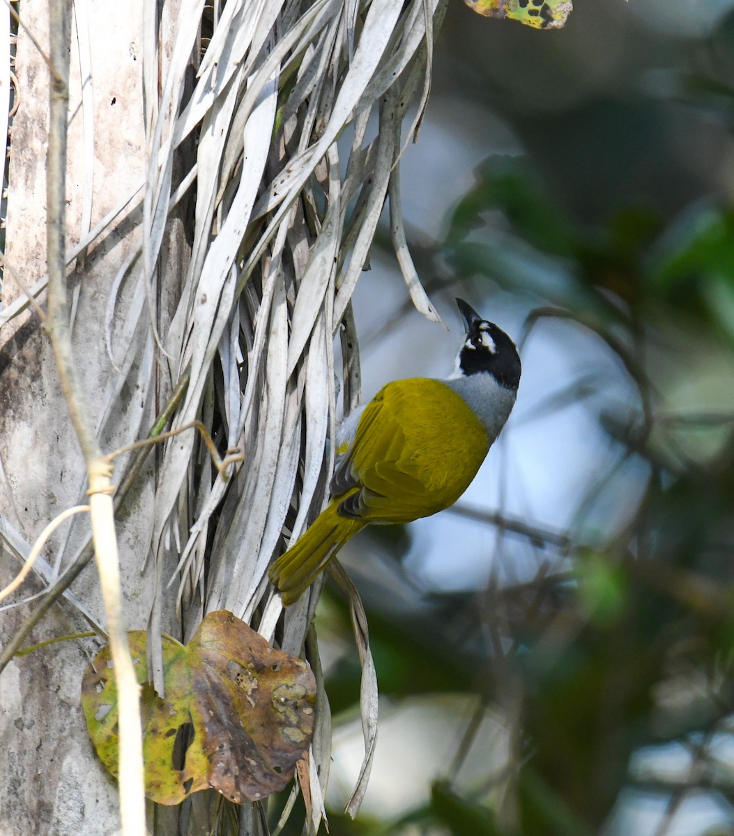 Black-crowned Palm-Tanager - ML616944048