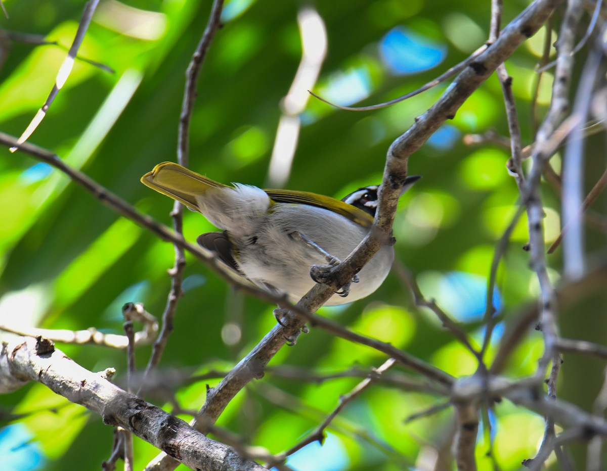 Black-crowned Palm-Tanager - ML616944049