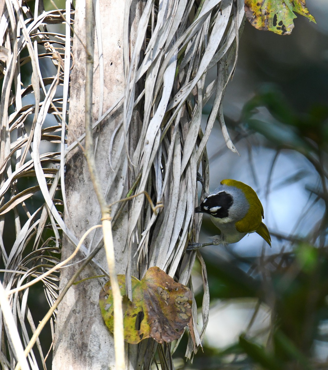 Black-crowned Palm-Tanager - ML616944050