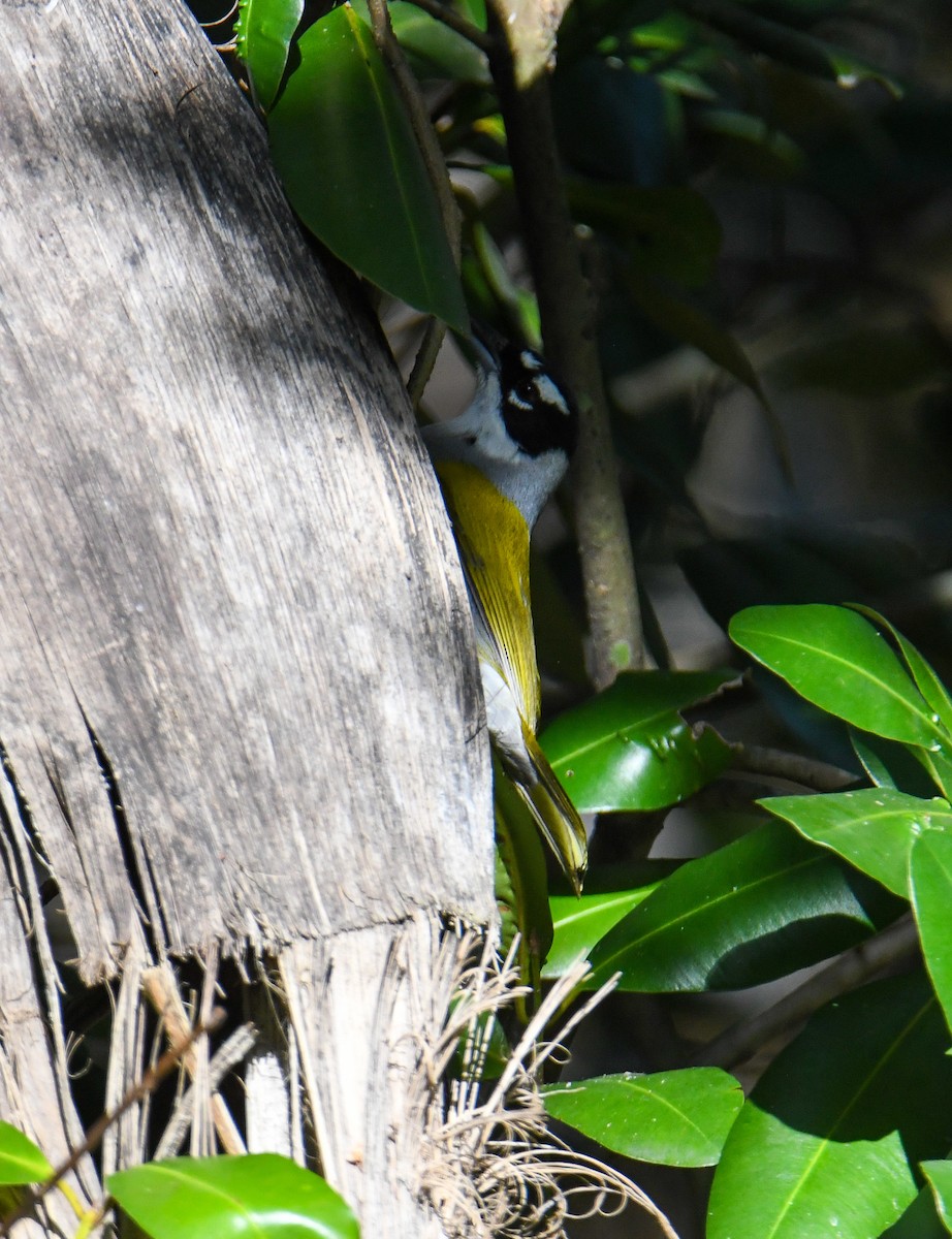 Black-crowned Palm-Tanager - ML616944061