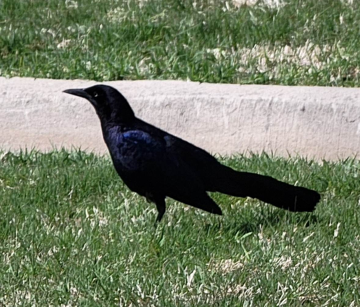 Great-tailed Grackle - ML616944106