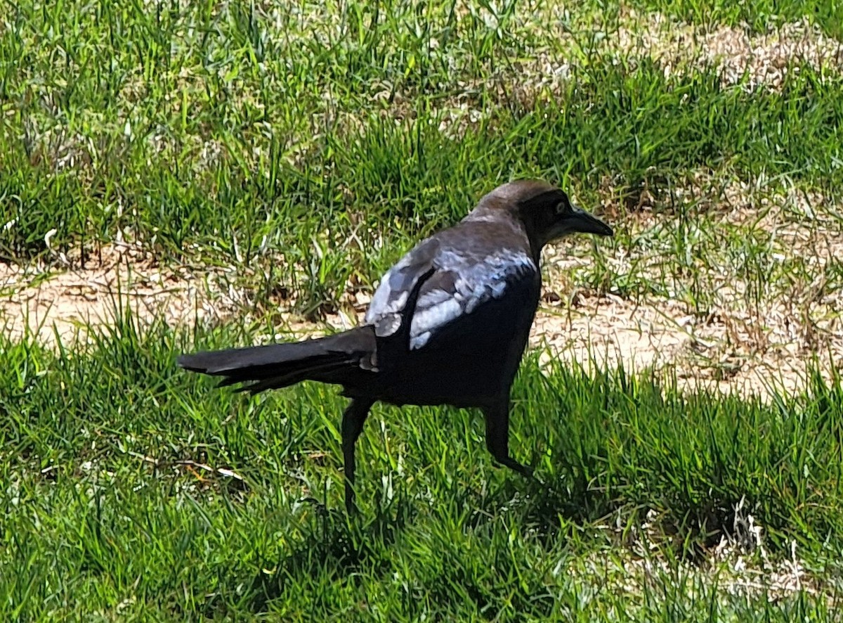 Great-tailed Grackle - ML616944108