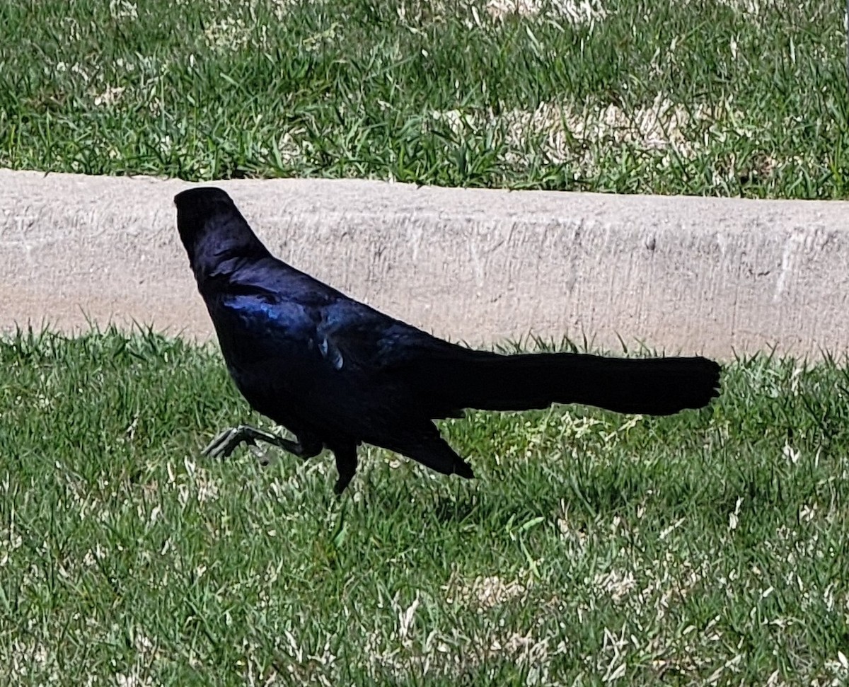 Great-tailed Grackle - ML616944109
