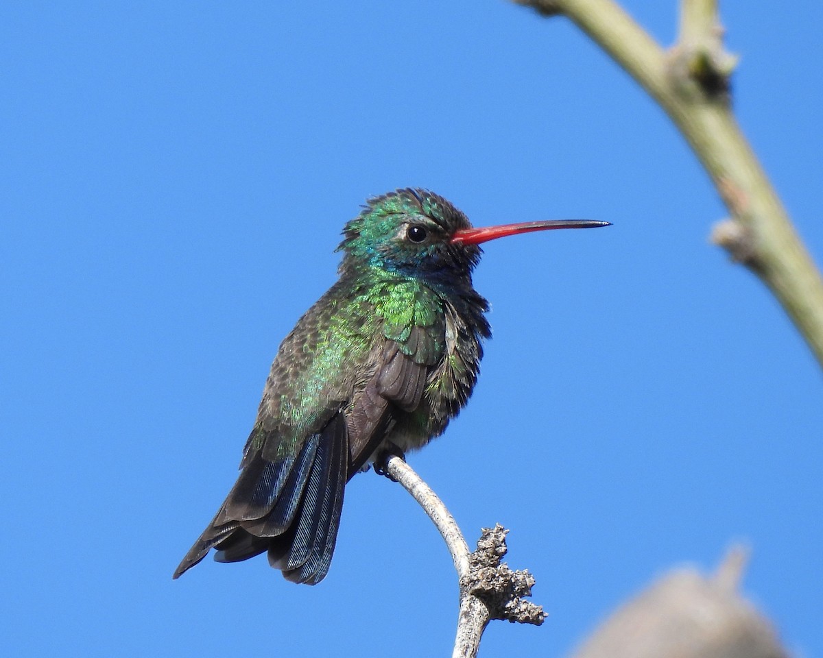 Broad-billed Hummingbird - Tony Sullivan