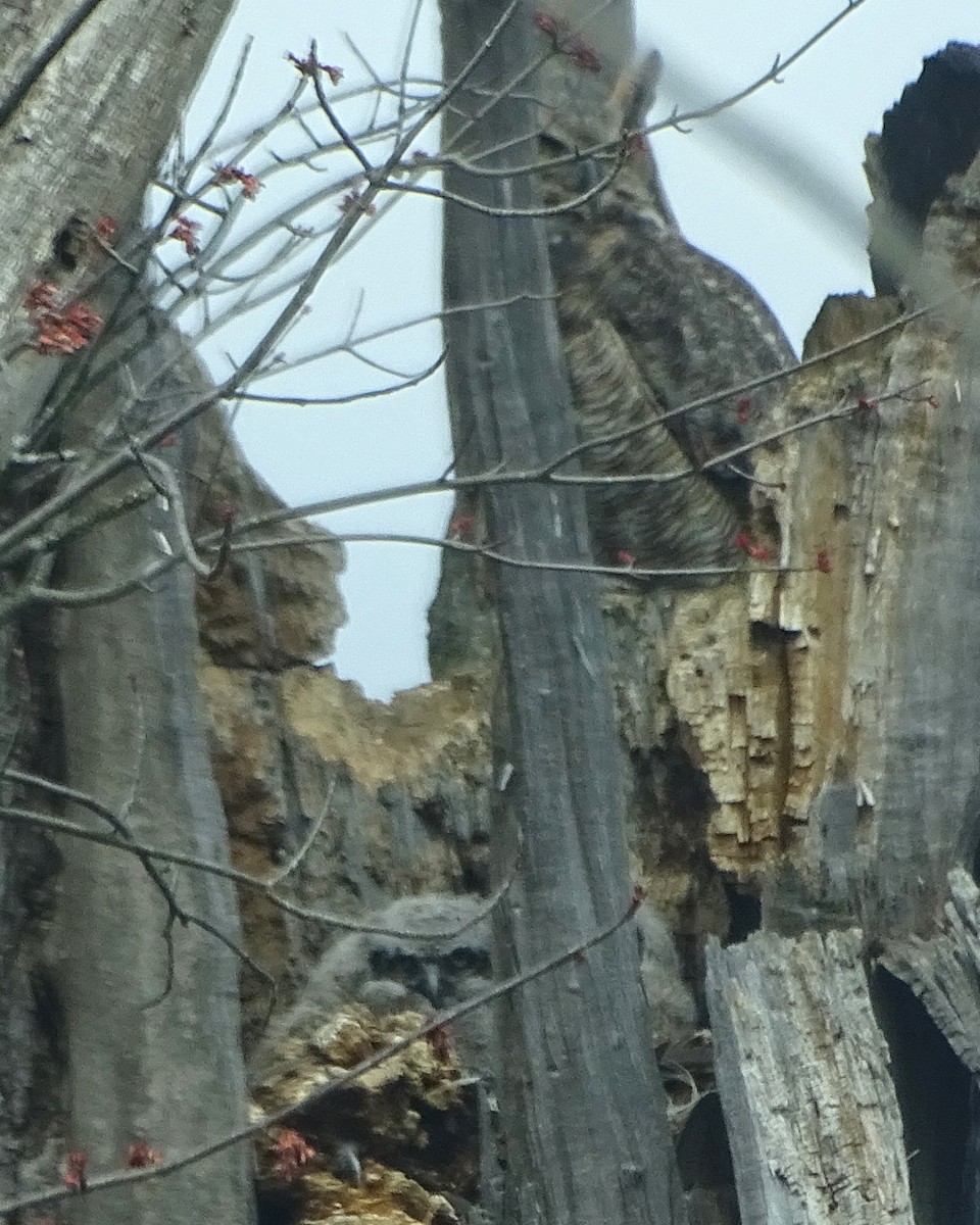 Great Horned Owl - ML616944159