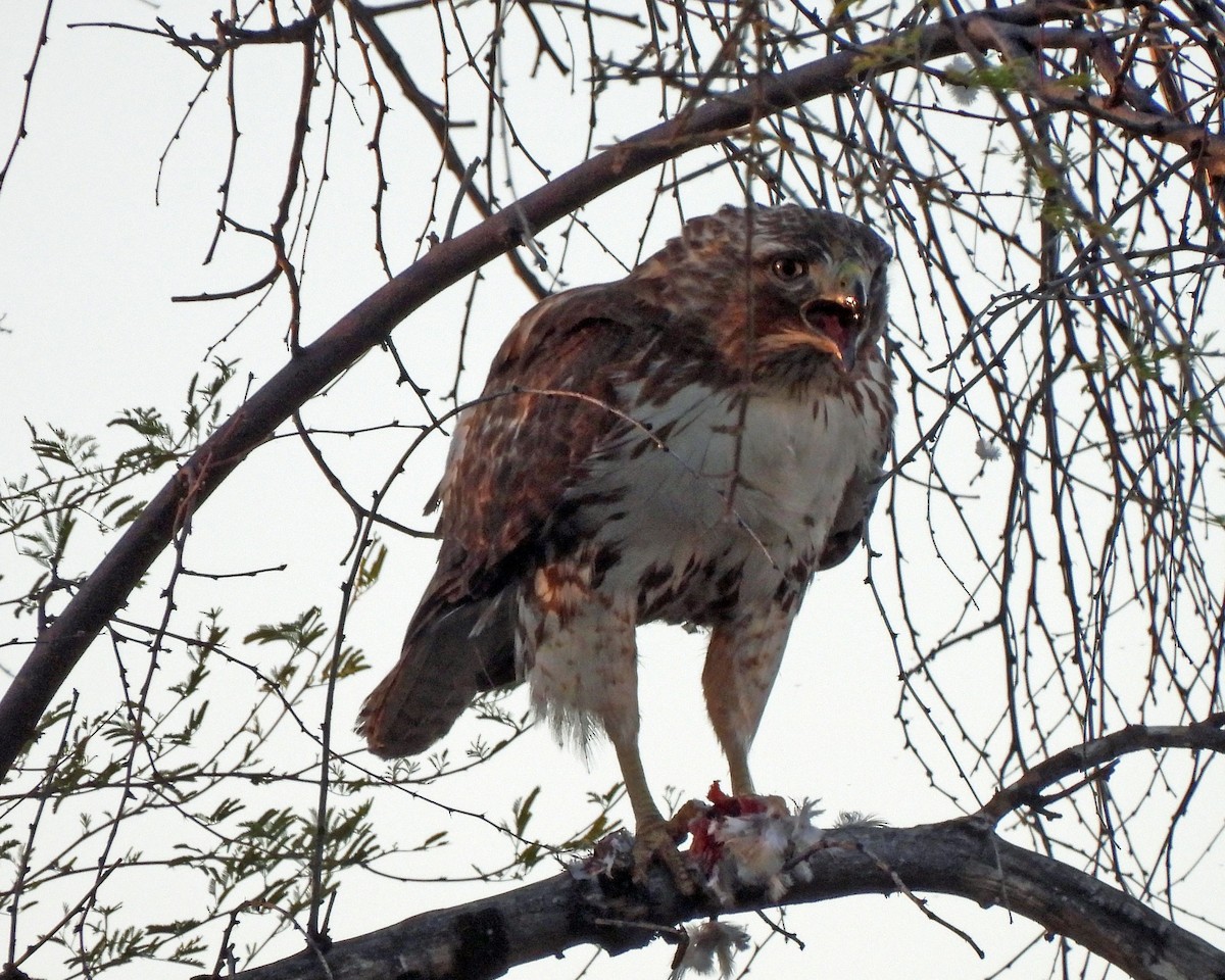 Red-tailed Hawk - Tony Sullivan