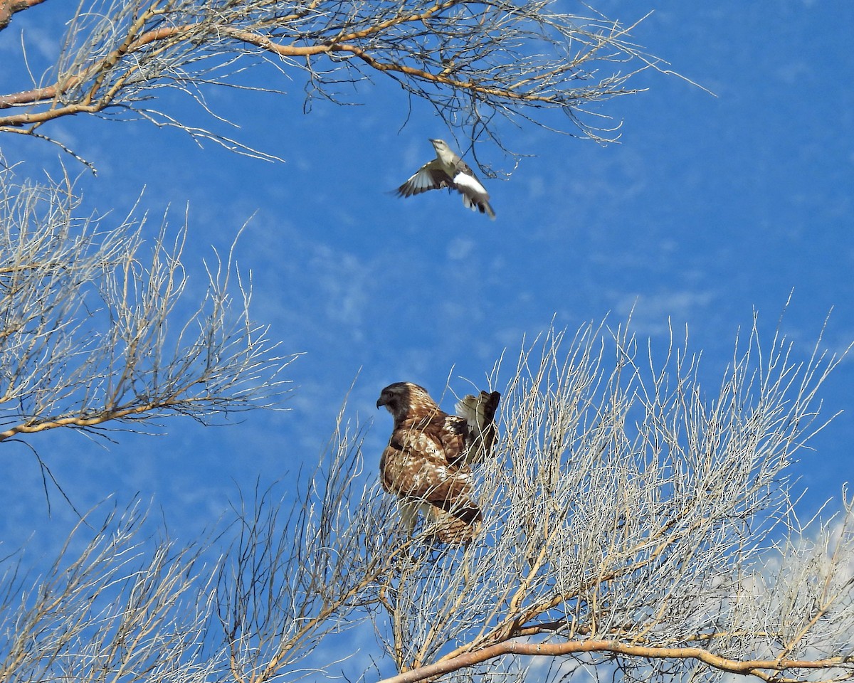 Red-tailed Hawk - ML616944334