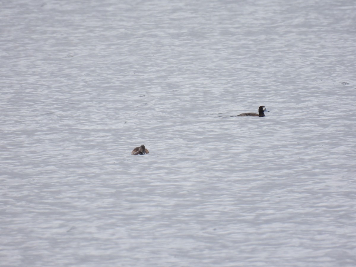 Greater Scaup - ML616944345