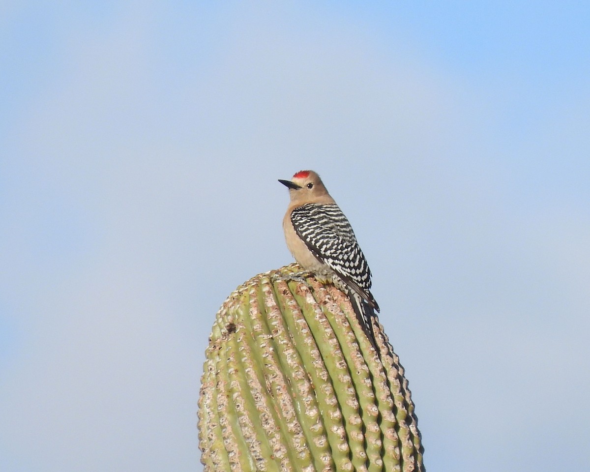 Gila Woodpecker - ML616944357