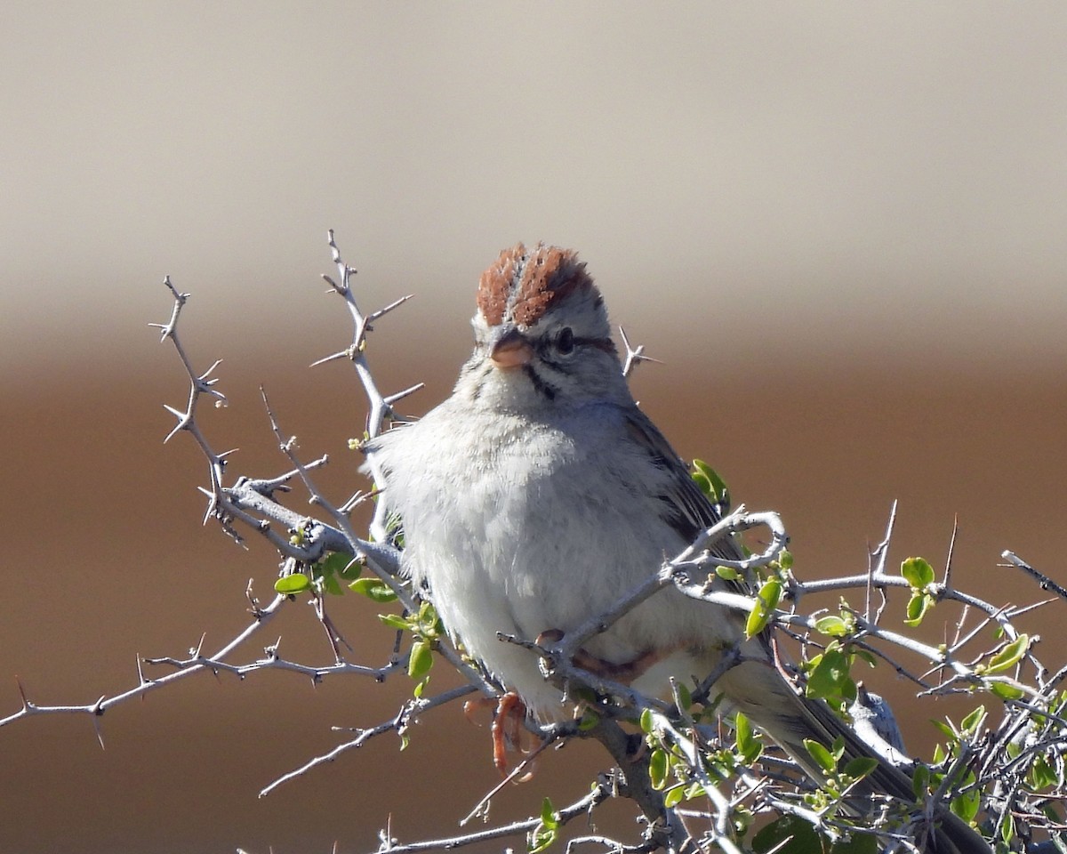 Rufous-winged Sparrow - Tony Sullivan
