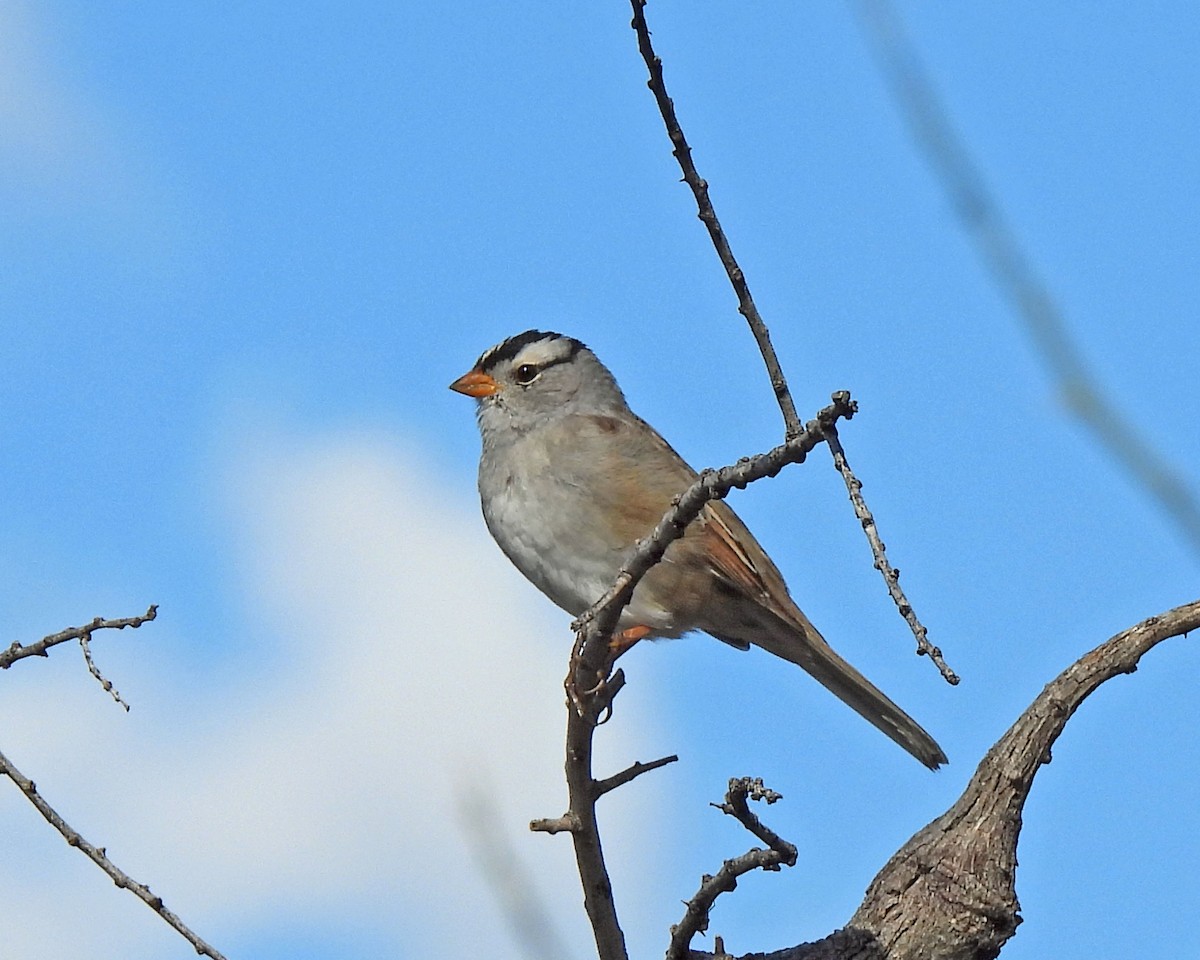 White-crowned Sparrow - Tony Sullivan